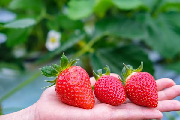 品尝新鲜甜蜜的草莓♪冲绳7种草莓畅吃无限【40分钟】