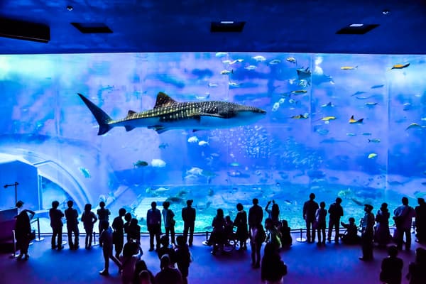 【16岁及以上】冲绳美丽海水族馆 门票 - 冲绳