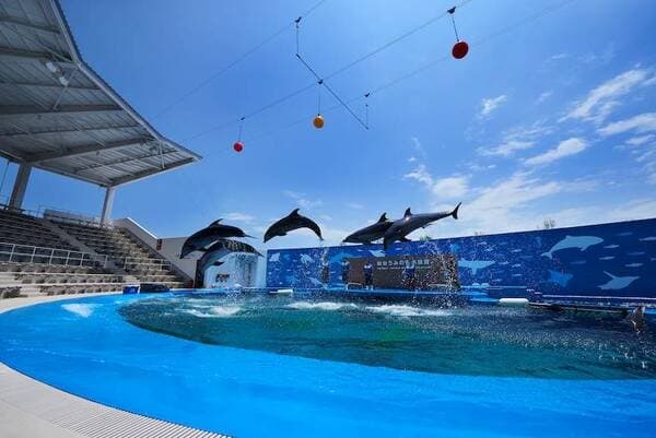 【65岁及以上】仙台海洋森林水族馆 门票 - 仙台