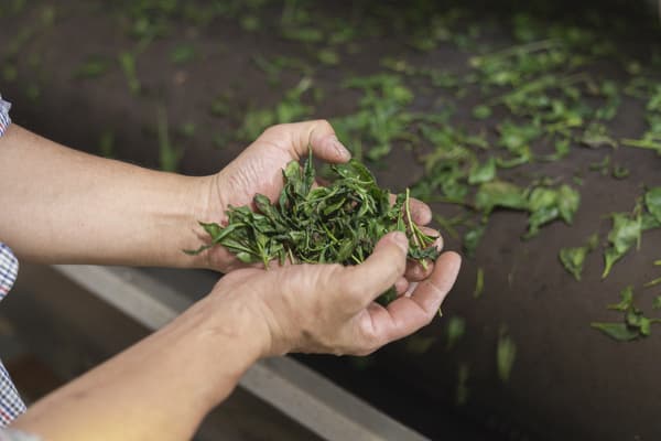 和束茶Cafe 抹茶制作＆抹茶艺术体验 - 京都