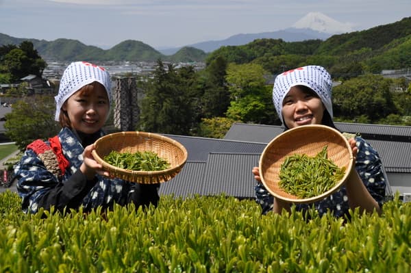 穿上采茶服装体验采茶（包含试饮、伴手礼） - 静冈